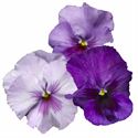 Bild von Viola P9 Grootbloemig Lavender shades